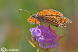 Melitaea phoebe