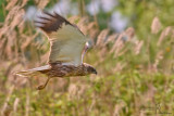 Falco di palude-Western Marsh Harrier (Circus aeruginosus)