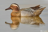 Marzaiola-	Garganey (Anas querquedula)