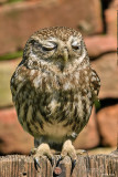 Civetta-Little Owl (Athene noctua)
