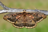 Saturnia pyri