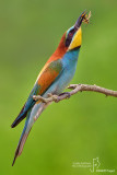 Gruccione-European Bee-eater (Merops apiaster)