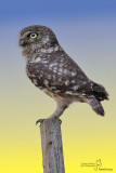 Civetta-Little Owl (Athene noctua)