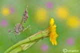 Empusa pennata