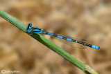 Coenagrion coerulescens