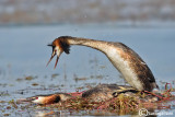 Svasso Maggiore-Great Crested Grebe (Podiceps cristatus)