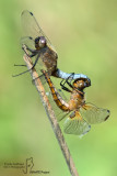 Libellula fulva