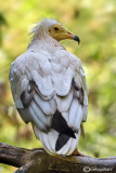 Capovaccaio- Egyptian Vulture (Neophron percnopterus)
