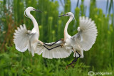 Garzetta- Little Egret (Egretta garzetta)