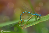   Erythromma lindeni mating