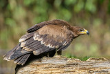 Aquila delle steppe-Steppe Eagle (Aquila nipalensis)