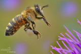 Apis mellifera