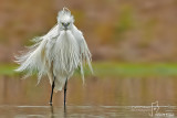 Garzetta- Little Egret (Egretta garzetta)