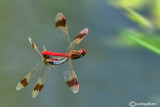 Sympetrum pedemontanum