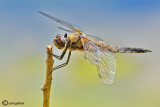 Libellula quadrimaculata