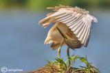 Sgarza ciuffetto-Squacco Heron (Ardeola ralloides)