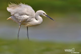 Garzetta- Little Egret (Egretta garzetta)