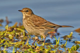 Spioncello-Water Pipit (Anthus spinoletta)