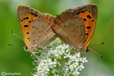 Lycaena phlaeas