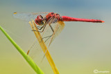 Sympetrum fonscolombi