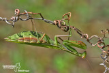 European mantis - Mantis religiosa