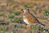 Piviere tortolino-Eurasian Dotterel (Charadrius morinellus)