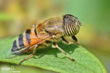 Eristalinus taeniops