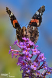 Vanessa atalanta