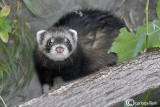 Puzzola-European Polecat (Mustela putorius )