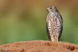 Sparviere levantino-Levant Sparrowhawk  (Accipiter brevipes)