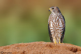 Sparviere levantino-Levant Sparrowhawk (Accipiter brevipes)