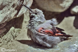 Picchio muraiolo -Wallcreeper(Tichodroma muraria)