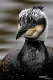 Cormorano- Great Cormorant (Phalacrocorax carbo)