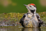 Picchio rosso mezzano - Middle Spotted Woodpecker (Dendrocopos medius) 