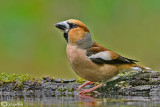 Frosone- Hawfinch (Coccothraustes coccothraustes)