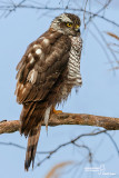 Sparviere- Eurasian Sparrowhawk (Accipiter nisus