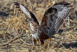 Poiana-Common Buzzard (Buteo buteo)