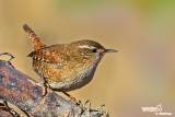 Scricciolo-Winter Wren (Troglodytes troglodytes)