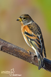 Peppola- Brambling (Fringilla montifringilla)