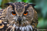 Gufo reale-Eurasian Eagle Owl (Bubo bubo)
