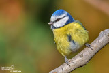 Cinciarella-Blue Tit(Cyanistes caeruleus)
