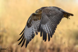 Poiana-Common Buzzard (Buteo buteo)