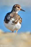 Voltapietre-Ruddy Turnstone (Arenaria interpres)
