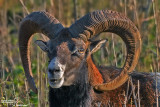 Muflone-Mouflon (Ovis musimon )