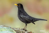 Merlo- Blackbird (Turdus merula)