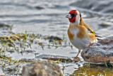 Cardellino-European Goldfinch (Carduelis carduelis)