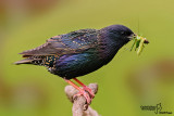 Storno -Starling (Sturnus vulgaris)