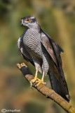 Astore- Northern Goshawk (Accipiter gentilis)
