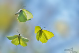 Gonepteryx rhamni