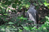 Astore- Northern Goshawk (Accipiter gentilis)